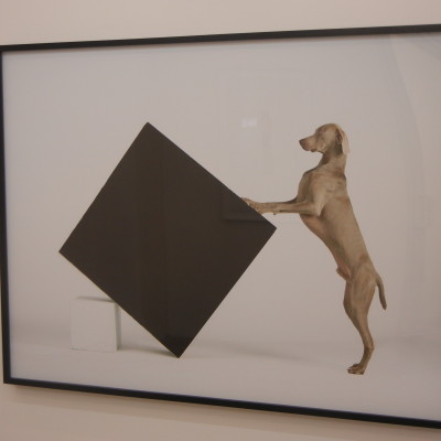 William Wegman @Senior & Shopmaker