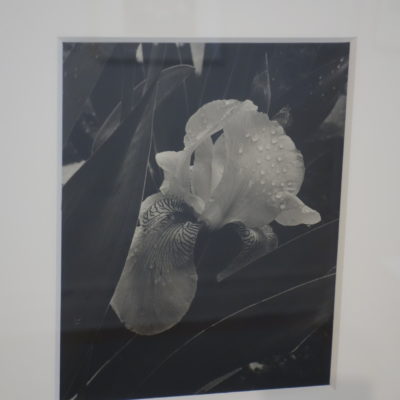 Alma Lavenson @Deborah Bell