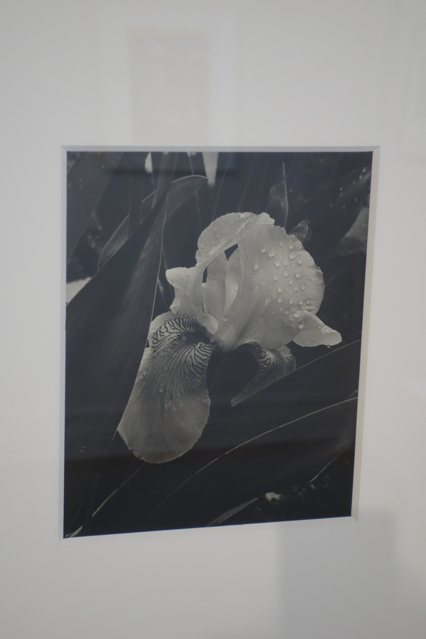 Alma Lavenson Deborah Bell Collector Daily
