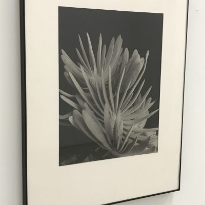 Imogen Cunningham @Shin