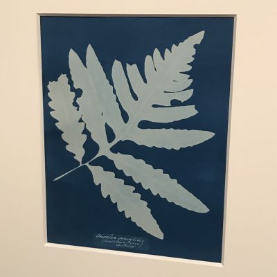 Anna Atkins @Hans Kraus