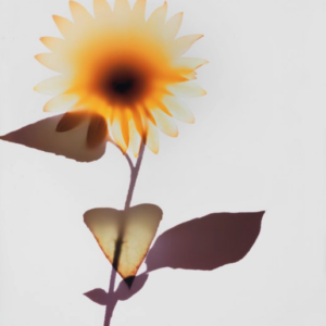 Auction Results: Photographies, June 6, 2023 @Christie’s Paris