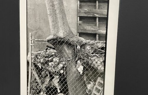 Zoe Leonard @Participant Inc.
