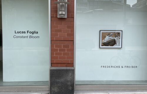 Lucas Foglia, Constant Bloom @Fredericks & Freiser