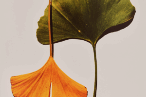 Auction Results: Visual Language: The Art of Irving Penn, October 8, 2025 @Phillips