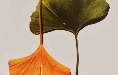 Auction Results: Visual Language: The Art of Irving Penn, October 8, 2025 @Phillips