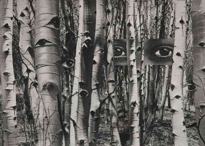 Auction Results: Photography – The Margulies Collection, Part II, June 5, 2026 @Lempertz